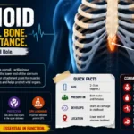 Xiphoid